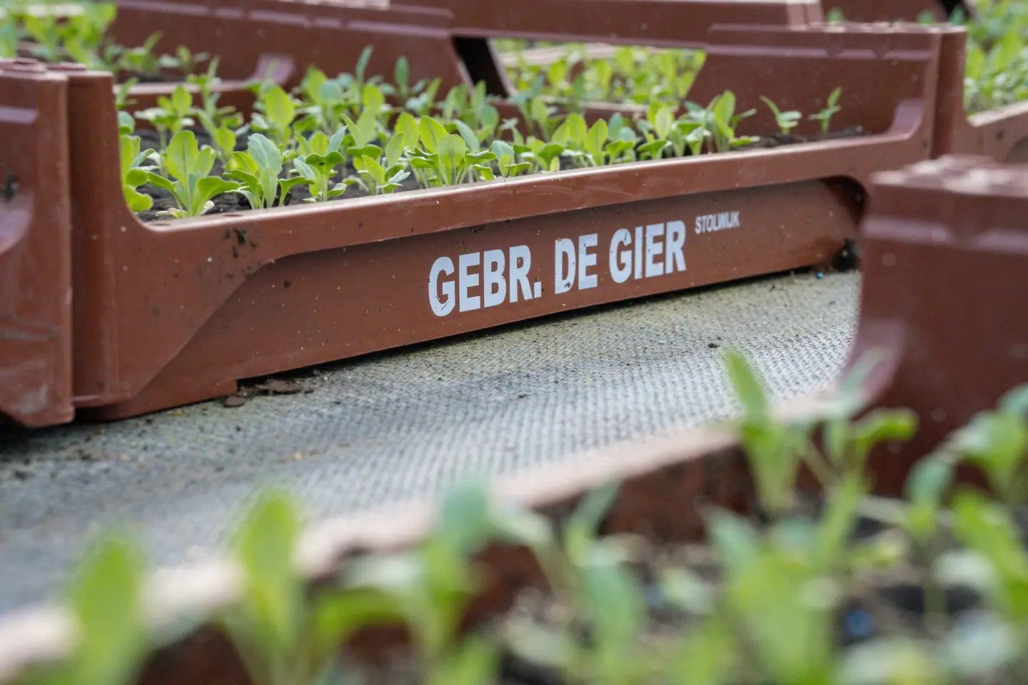 Kwekerij Gebr. de Gier - groenteplanten in opkweek