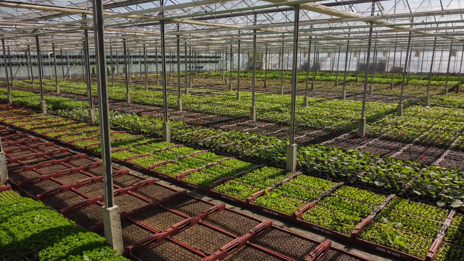 Groenteplanten rechtstreeks van de kweker – trays in de kas