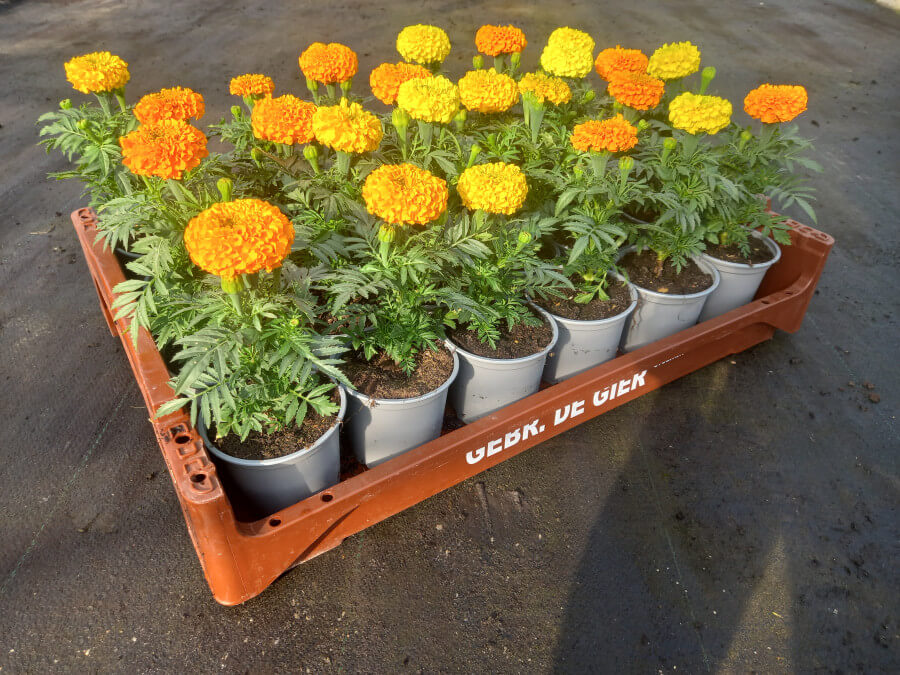 Categorie afbeelding