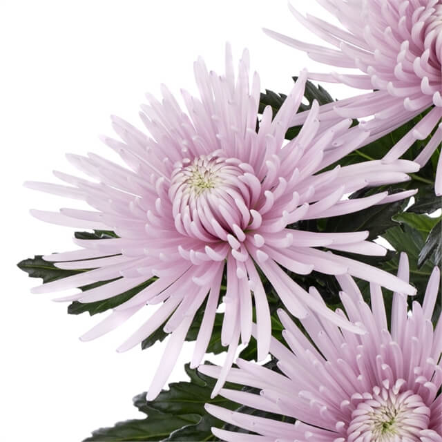 Categorie afbeelding